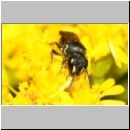 Hylaeus communis - Maskenbiene w01b 5mm Sandgrube Niedringhaussee-det.jpg